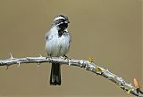 Black-throated Sparrow